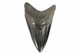 Collector Quality, Lower Megalodon Tooth - Georgia #72803-2